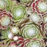 Sempervivum  'Engle's Rubrum'
